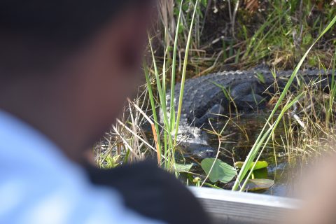 An alligator is viewed up close and personal on the biology trip. [Stacy Gusky]